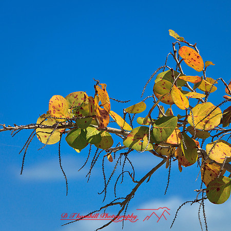 florida-2012-nature_04