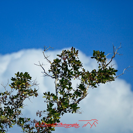 florida-2012-nature_07