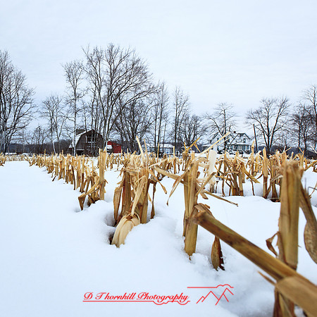 assorted_images-2012-159
