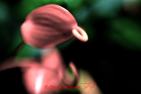 florida-2009-flowers_15-nik.jpg