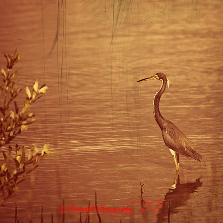 florida-2012-wildlife_20-nas