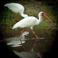 Wildlife