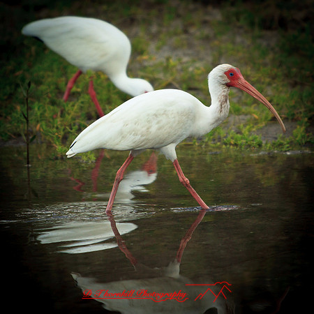 florida-2012-wildlife_21