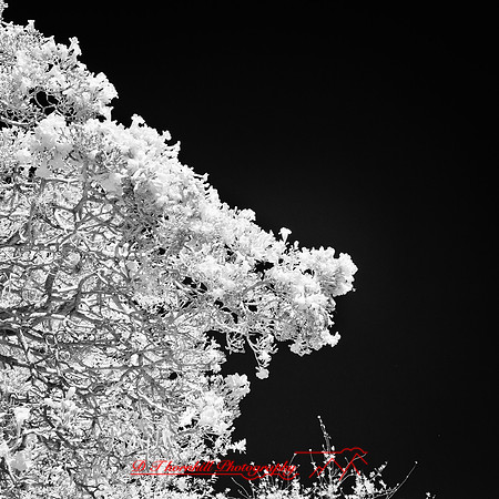 florida-2012-infrared-nature_21