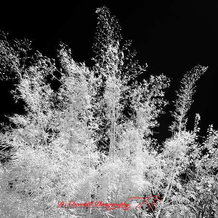florida-2012-infrared-nature_22