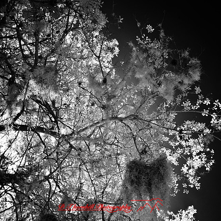 florida-2012-infrared-nature_23