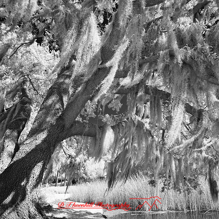 florida-2012-infrared-nature_24