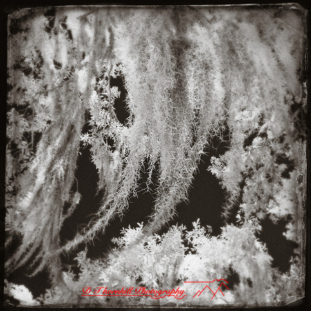 florida-2012-infrared-nature_25-nas