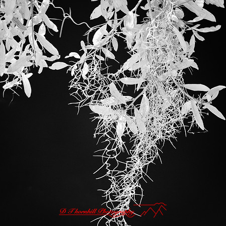 florida-2012-infrared-nature_26