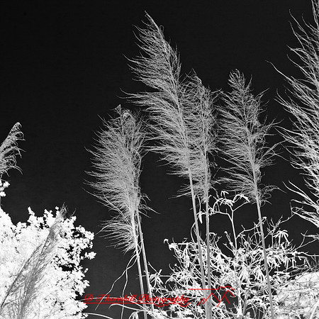 florida-2012-infrared-nature_27
