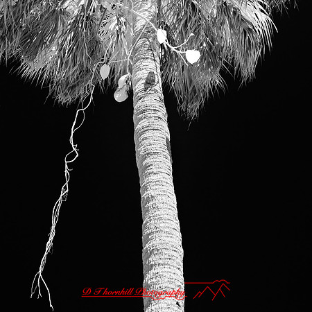 florida-2012-infrared-nature_28