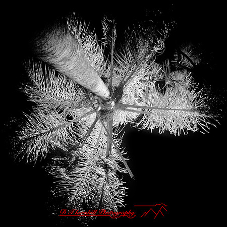florida-2012-infrared-nature_29