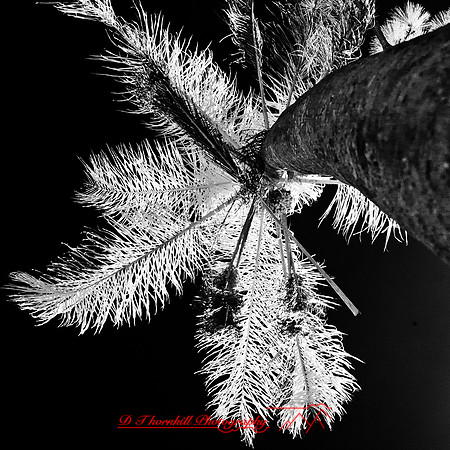 florida-2012-infrared-nature_30