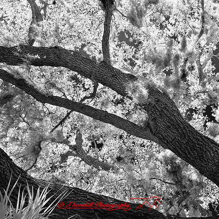 florida-2012-infrared-nature_31