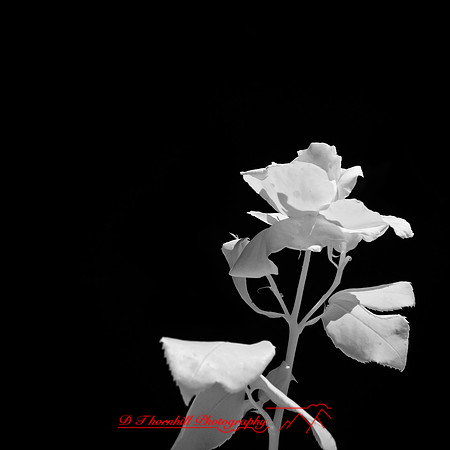 florida-2012-infrared-nature_32