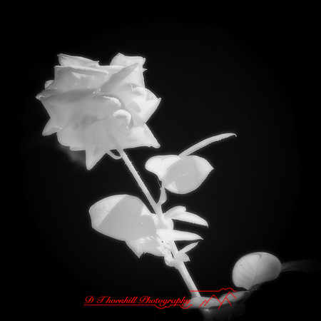 florida-2012-infrared-nature_33-nas