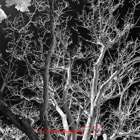florida-2012-infrared-nature_34