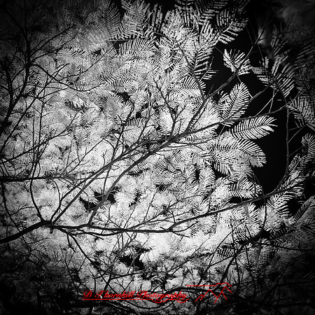 florida-2012-infrared-nature_35