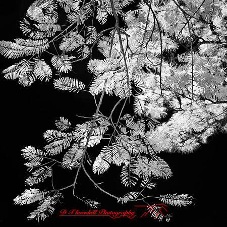 florida-2012-infrared-nature_36