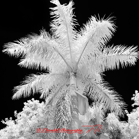 florida-2012-infrared-nature_37