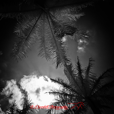 florida-2012-infrared-nature_38