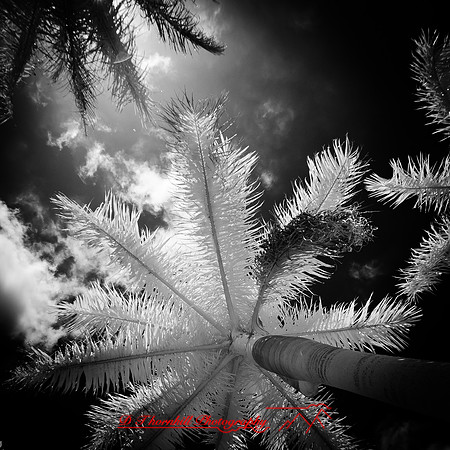 florida-2012-infrared-nature_39