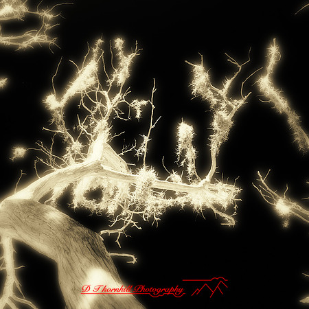 florida-2012-infrared-nature_41-nas