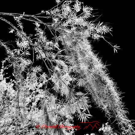 florida-2012-infrared-nature_42