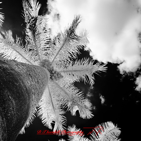 florida-2012-infrared-nature_43