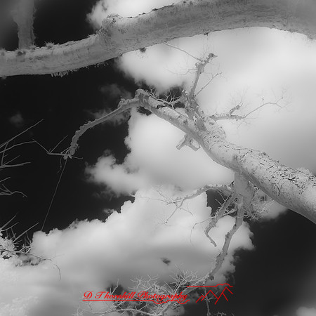 florida-2012-infrared-nature_44