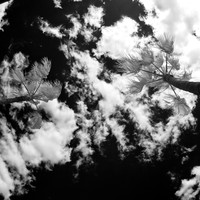 florida-2012-infrared-nature_01