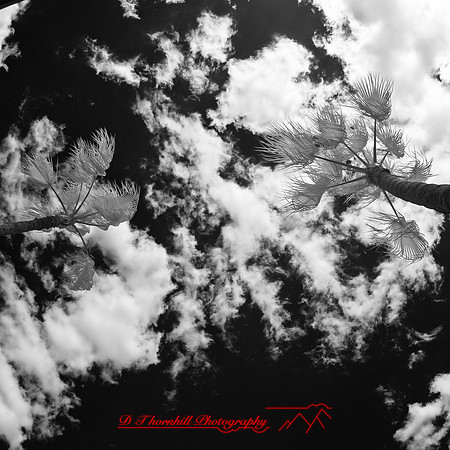 florida-2012-infrared-nature_01