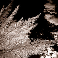 florida-2012-infrared-nature_02