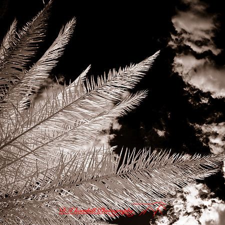 florida-2012-infrared-nature_02