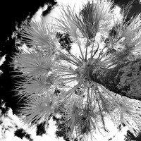 florida-2012-infrared-nature_03