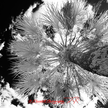 florida-2012-infrared-nature_03