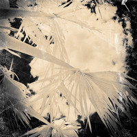 florida-2012-infrared-nature_04-nas