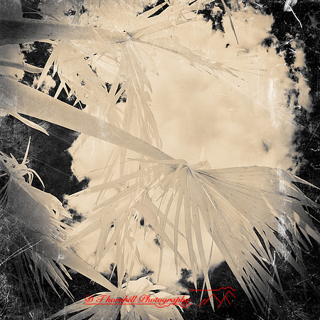 florida-2012-infrared-nature_04-nas