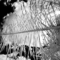 florida-2012-infrared-nature_05