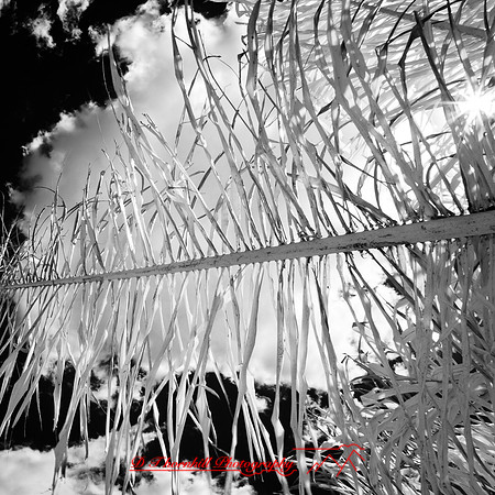 florida-2012-infrared-nature_05