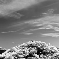florida-2012-infrared-nature_08