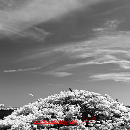florida-2012-infrared-nature_08