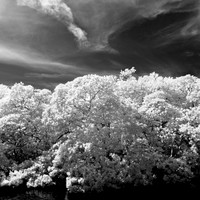 florida-2012-infrared-nature_07