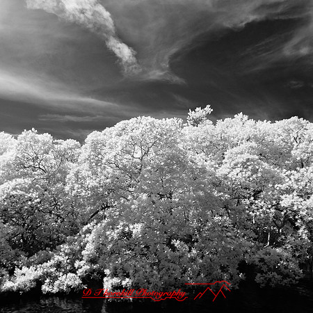 florida-2012-infrared-nature_07
