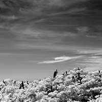 florida-2012-infrared-nature_09