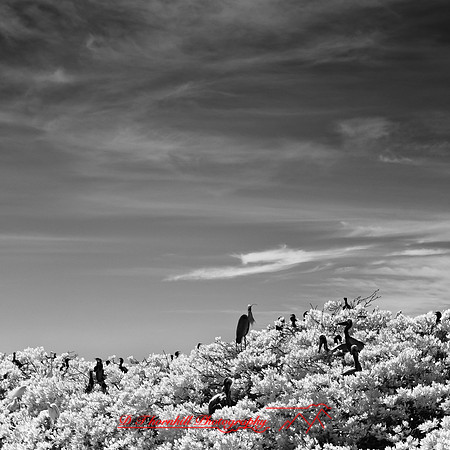 florida-2012-infrared-nature_09