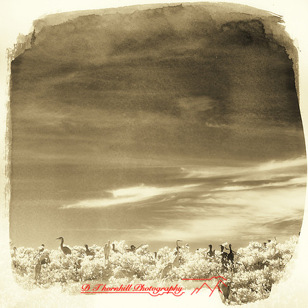 florida-2012-infrared-nature_10-nas