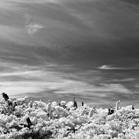 florida-2012-infrared-nature_11