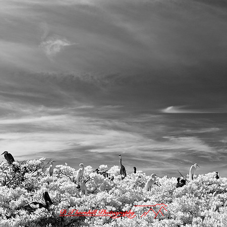 florida-2012-infrared-nature_11