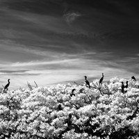 florida-2012-infrared-nature_12